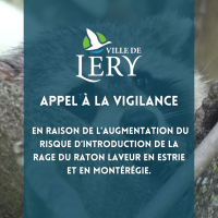 Appel à la vigilance en raison de l’augmentation du risque d’introduction de la rage du raton laveur en Estrie et en Montérégie