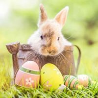 Tous à la chasse aux cocos le 4 avril!