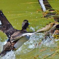 Ouverture de la saison de chasse 2019